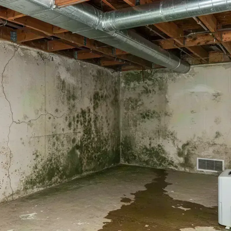 Professional Mold Removal in Grosse Pointe Shores, MI